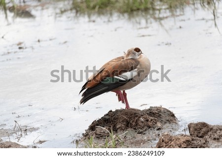 Egyptian Goose in Ngorongoro Crater Conservation Area Tanzania Africa