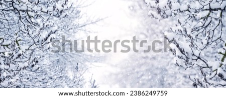 Snow-covered tree branches in the forest during snowfall