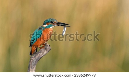 kingfisher on a branch eating a fish                            