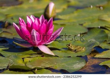 A picturesque moment by the pond reveals a pristine white water lily rising from the water's depths, framed by lush green lily pads. On the right, a diminutive frog Royalty-Free Stock Photo #2386252299