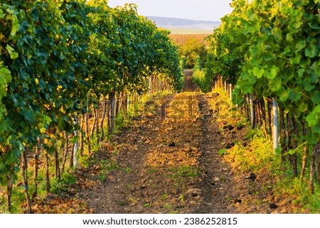 As the golden hour bathes the land in its warm embrace, this enchanting photo unveils a picturesque scene on a vineyard farm. A winding path meanders through lush grapevines, casting a magical glow up Royalty-Free Stock Photo #2386252815