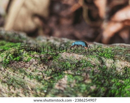 Ground Beetle or blue darkling beetle or strongylium sp. lives in Borneo forest. 