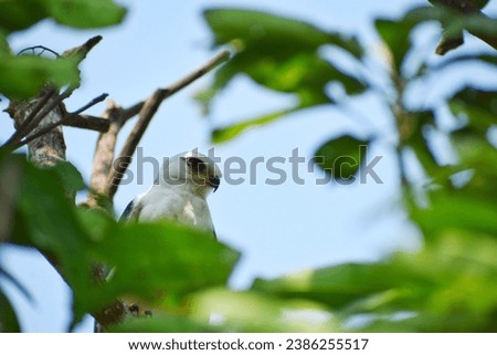 Eagle perched on a mango tree.