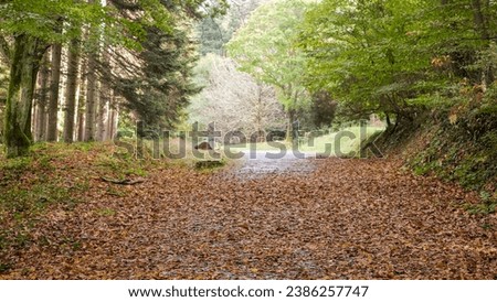 Autumn background with leaves on the way and lots of trees. Peaceful and tranquil forest path for walking and hiking.