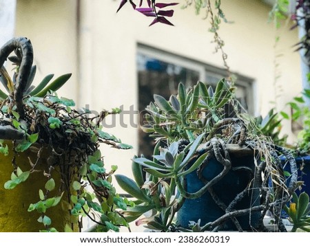 "succulent plants in a pot on a window still