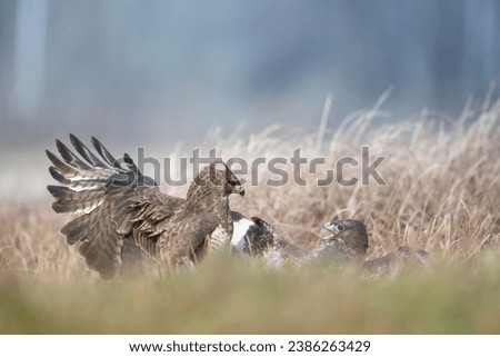 landing Common buzzard Buteo buteo in the fields in autumn meadow, buzzards in natural habitat, hawk bird on the ground, predatory bird close up winter bird