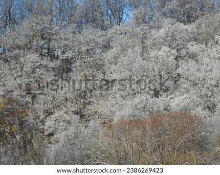 view white trees with hoarfrost in the sun on a mountain in döbeln