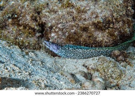 Spotted moray eel (Gymnothorax moringa)