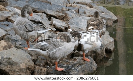 Orange beaked goose family near lake on the rock. Selective focus included. Open space area.