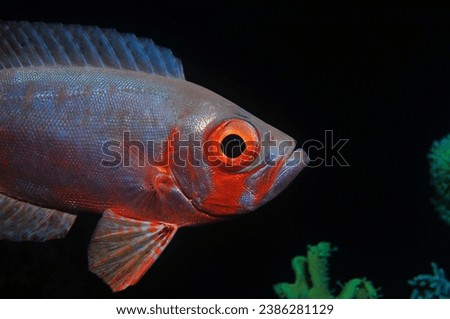 under water fish face photo