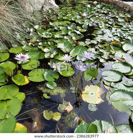 Lilac Pink flowers of lotus Nymphaea nouchali, also known as Nymphaea caerulea, and known in English as Egyptian lotus, blue lotus, blue water lily, Cape water lily. Royalty-Free Stock Photo #2386283977
