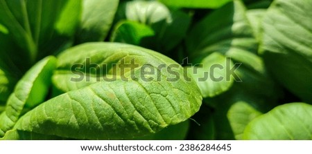 leaf photoshoot - leaf - photography - nature