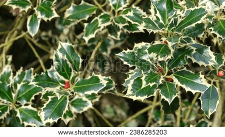 Close up english holly ilex aquifolium with red berries