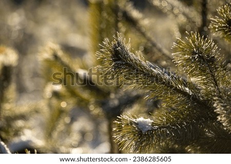 Close up young evergreen pine tree branches with long its needles in the forest or park on sunny day. Christmas, New year gift card. Coniferous lush fir. Festive natural background.