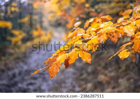 Close-up view of a branch with orange beech leaves in autumn forest