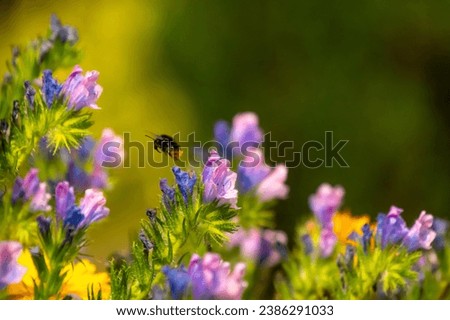 Blurred background of colorful flowers with a flying bee