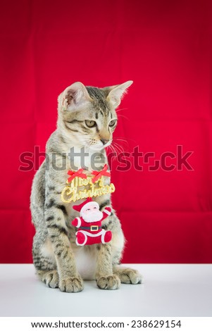A cat bind wire santa claus for christmas on red background