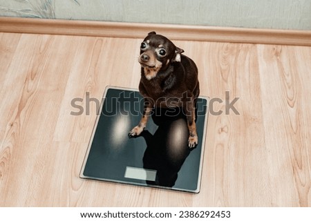 Russian Toy Terrier on the scales. A small dog stands on the scales, the weight and health of the pet. Pets.
