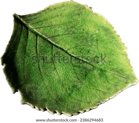 Green ceramic leaf plate with veins, details, and crackle clear coat. Royalty-Free Stock Photo #2386294683