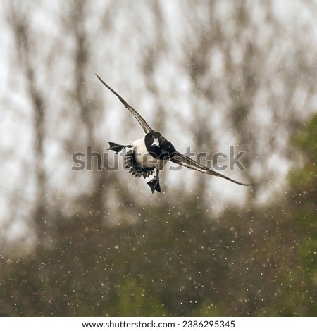  Duck flying in the rain                               Royalty-Free Stock Photo #2386295345