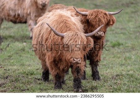 Hairy Highland cows of Scotland Royalty-Free Stock Photo #2386295505