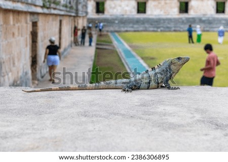 Black Spiny Tailed Iguana (Ctenosaura similis) in the mayan ruins of Uxmal, Yucatan, Mexico. Royalty-Free Stock Photo #2386306895