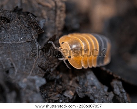 Macro photo of a sow bug walking around on the ground. woodlouse