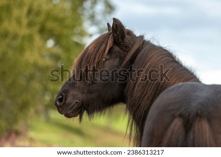 Portrait of a beautiful icelandic horse in autumn outdoors Royalty-Free Stock Photo #2386313217