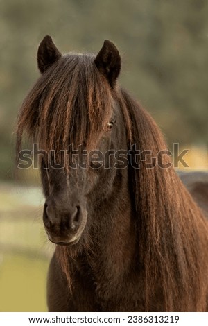 Portrait of a beautiful icelandic horse in autumn outdoors Royalty-Free Stock Photo #2386313219