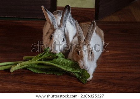 A pretty couple rabbits grazing green leaves. They are mammal animals.