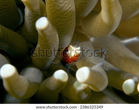 A Mushroom coral Shrimp sheltered in the tentacles of the anemone Dauin Philippines