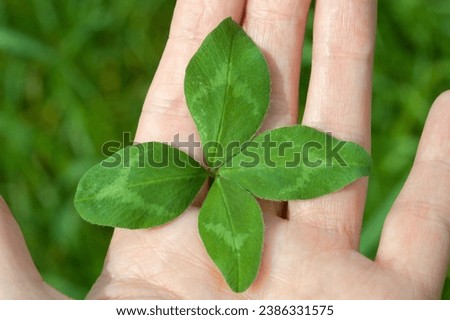 four leaf clovers with our diverse collection of lucky charm images. These photographs capture the charm and mystique of this symbol, making them perfect for a wide range of occasions.