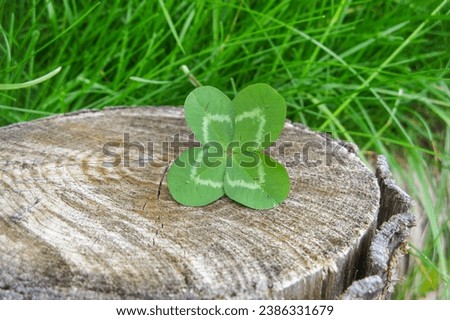 four leaf clovers through our stunning stock photos. These images showcase the intricate details and vibrant hues of this botanical marvel. Perfect for nature enthusiasts