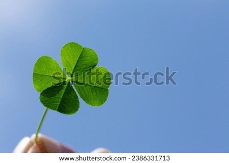 four leaf clover images. Each photograph captures the beauty and mystique of this cherished symbol, believed to bring good fortune and positive vibes.  Royalty-Free Stock Photo #2386331713