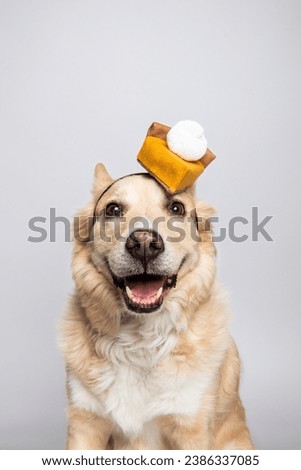 Mixed Breed Golden Retriever Dog Smiling and Looking at Camera Wearing Funny Festive Pumpkin Pie Thanksgiving Hat Isolated in Studio Portrait on Solid White Background