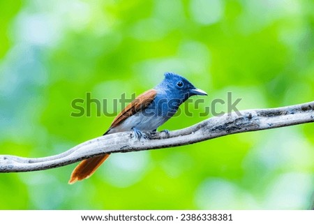 The Asian Paradise Flycatcher on a branch
