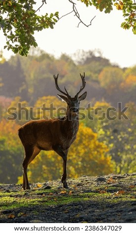 antlered male deer looking for food