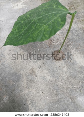 This is a beautiful green leaf on the ground 