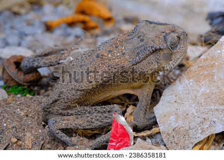 Macro Photography. Animal Close up. Macro shot of a dead frog camouflaged against the background, a dead and dried frog. Macro Photos of Exotic Animals