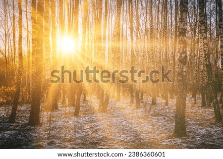 The sun's rays breaking through the trunks of birches and the last non-melting snow on the ground in a birch forest in spring. Vintage camera film aesthetic. Royalty-Free Stock Photo #2386360601