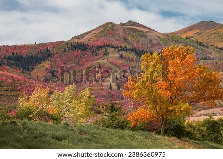 A Beautiful Autumn day overlooking the ski slopes of Deer Valley, Utah.  The oranges, yellows and reds were just breathtaking. 
