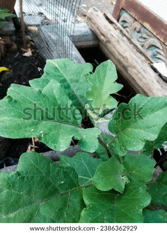 Solanum melongena L. plant with leaves that look green