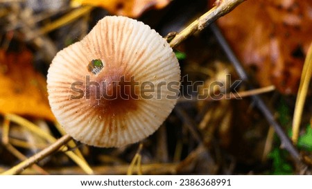 Mycena is a large genus of small saprotrophic mushrooms