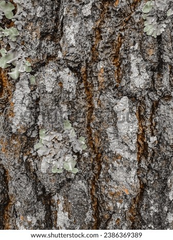 Black bark background. Beautiful and natural old tree bark texture. In keeping with the age of the tree with beautiful bark in the heat