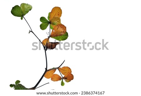 Isolated white photo of leaves and stems with green and yellow leaves. Starting to enter autumn. Suitable for backgrounds or presentation templates or other needs.