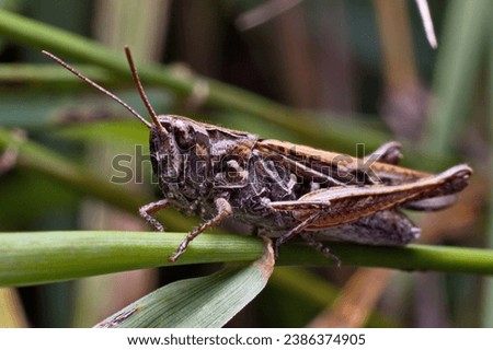 Chorthippus biguttulus, the bow-winged grasshopper, is one of the most common species of grasshopper found in the dry grassland of northern and central Europe. Royalty-Free Stock Photo #2386374905