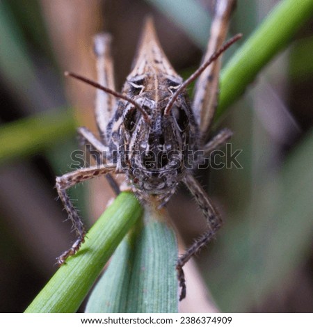 Chorthippus biguttulus, the bow-winged grasshopper, is one of the most common species of grasshopper found in the dry grassland of northern and central Europe. Royalty-Free Stock Photo #2386374909