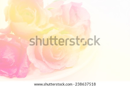 pink roses soft blur background in vintage pastel tones.for Valentine card.