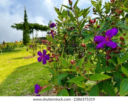 Blooming princess flower aka tibouchina flower with green leaves background