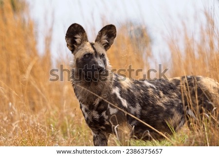 African wild dog in the bush looking to the side. Royalty-Free Stock Photo #2386375657